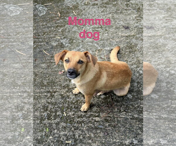 Medium Photo #2 Chihuahua-Labrador Retriever Mix Puppy For Sale in Virginia Beach, VA, USA