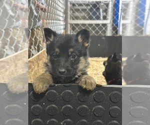 German Shepherd Dog Puppy for sale in KILLINGLY, CT, USA