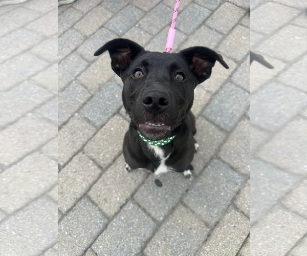 Medium Photo #4 Labrador Retriever-Unknown Mix Puppy For Sale in Germantown, OH, USA
