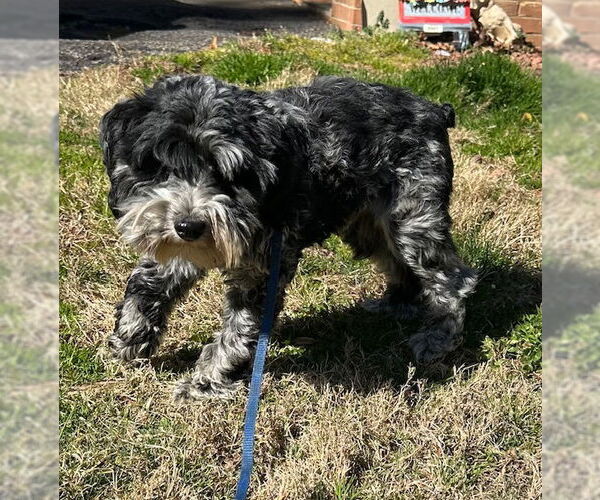 Medium Photo #2 - Mix Puppy For Sale in Roaring River, NC, USA
