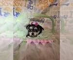 Puppy Girl 3 Morkie
