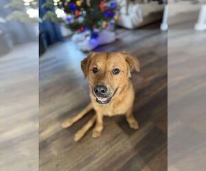 German Shepherd Dog-Great Pyrenees Mix Dogs for adoption in Columbus, IN, USA