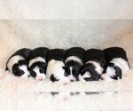 Small Photo #5 Border Collie Puppy For Sale in MARIPOSA, CA, USA