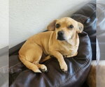 Small #1 Chiweenie