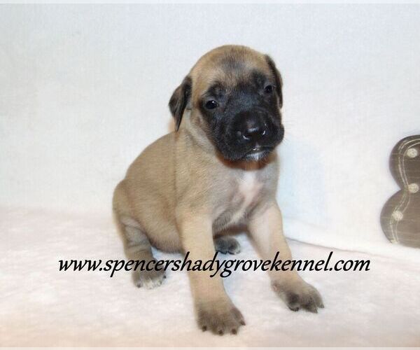 Medium Photo #5 Mastiff Puppy For Sale in CABOOL, MO, USA