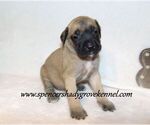 Small #4 Mastiff