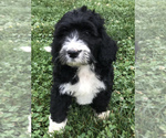 Small Photo #6 Bernedoodle Puppy For Sale in BOWLING GREEN, KY, USA