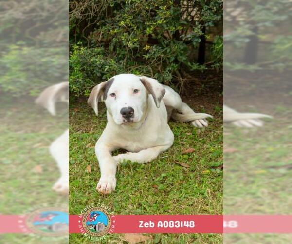 Medium Photo #2 Labrador Retriever-Unknown Mix Puppy For Sale in Mobile, AL, USA