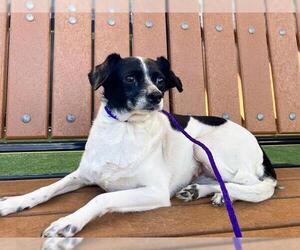 Chihuahua-Unknown Mix Dogs for adoption in Orange, CA, USA