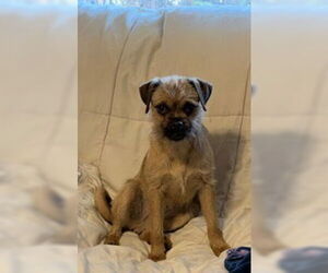 Border Terrier Dogs for adoption in oakland, FL, USA