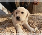 Small Photo #8 Labrador Retriever Puppy For Sale in CHEHALIS, WA, USA