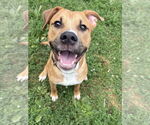 Small #4 American Staffordshire Terrier-Labrador Retriever Mix
