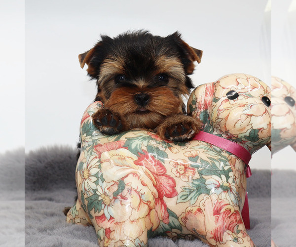 Medium Photo #1 Yorkshire Terrier Puppy For Sale in LOS ANGELES, CA, USA