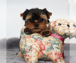 Small Yorkshire Terrier