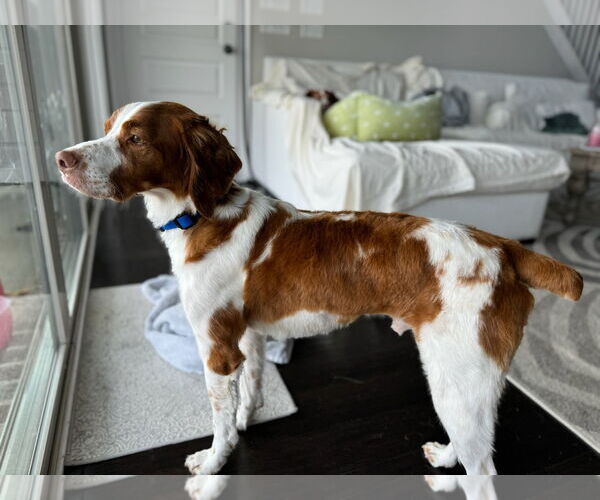 Medium Photo #3 Brittany Puppy For Sale in Curwensville, PA, USA