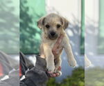 Small Norfolk Terrier
