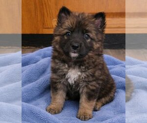 Medium German Shepherd Dog