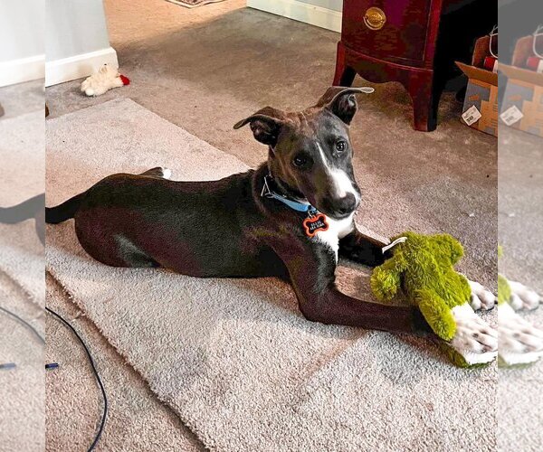 Medium Photo #4 American Pit Bull Terrier-Unknown Mix Puppy For Sale in Rockaway, NJ, USA