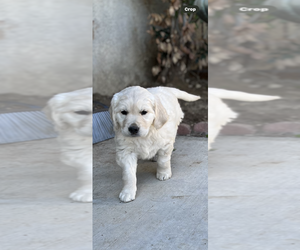 Golden Retriever Puppy for sale in RIVERSIDE, CA, USA