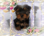 Small Photo #5 Yorkshire Terrier Puppy For Sale in DOUGLAS, GA, USA