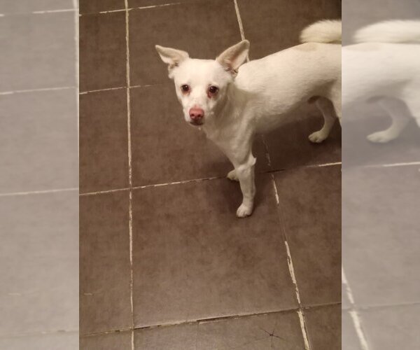 Medium Photo #2 Chihuahua-pomeranian spitz Mix Puppy For Sale in Dana Point, CA, USA