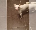 Small #1 Chihuahua-pomeranian spitz Mix