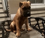 Small Photo #6 Presa Canario Puppy For Sale in LEVITTOWN, PA, USA