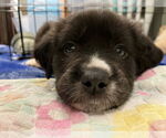 Small Labrador Retriever Mix