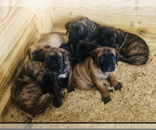 Medium Photo #16 Cane Corso Puppy For Sale in BEECH GROVE, IN, USA