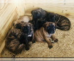 Small Photo #16 Cane Corso Puppy For Sale in BEECH GROVE, IN, USA