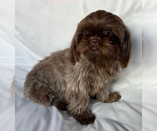Medium Photo #1 Shih Tzu Puppy For Sale in OLIVEHURST, CA, USA