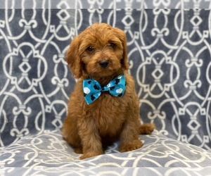 Cavapoo Puppy for sale in LAKELAND, FL, USA