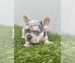 Small Photo #25 French Bulldog Puppy For Sale in POINT REYES STATION, CA, USA