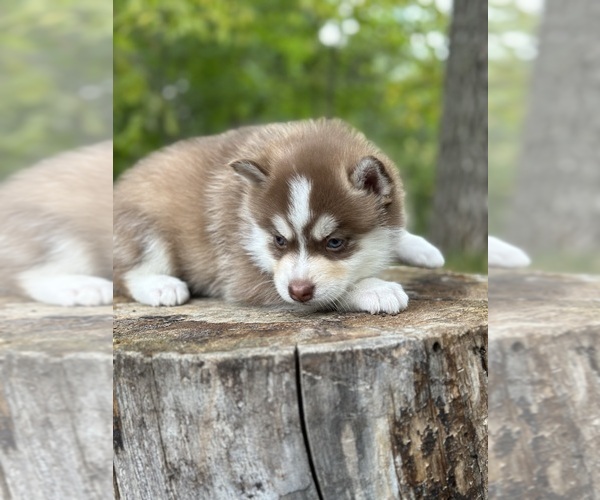 Medium Photo #1 Pomsky Puppy For Sale in STAPLES, MN, USA
