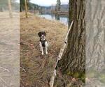 Small Photo #1 German Shorthaired Pointer Puppy For Sale in HAYDEN, ID, USA