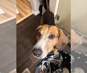 Mutt Dogs for adoption in Aurora, CO, USA