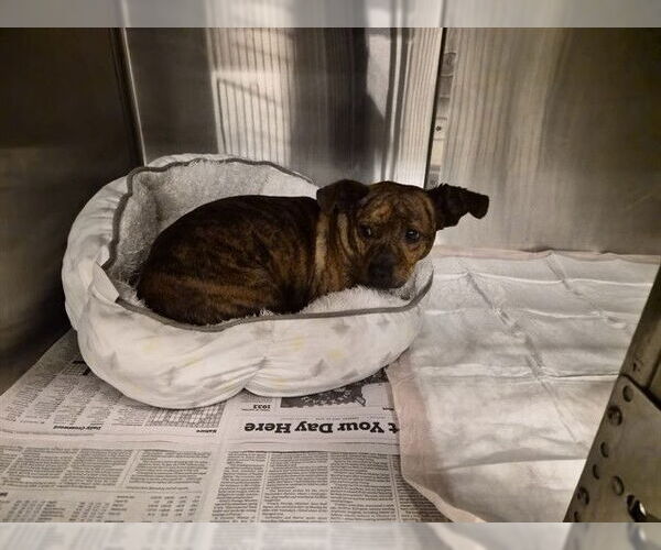 Medium Photo #1 Chihuahua-Unknown Mix Puppy For Sale in Corona, CA, USA