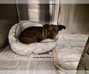 Chihuahua-Unknown Mix Dogs for adoption in Corona, CA, USA