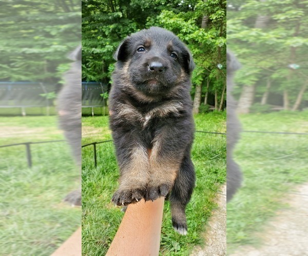Medium Photo #5 German Shepherd Dog Puppy For Sale in LAUREL, IN, USA