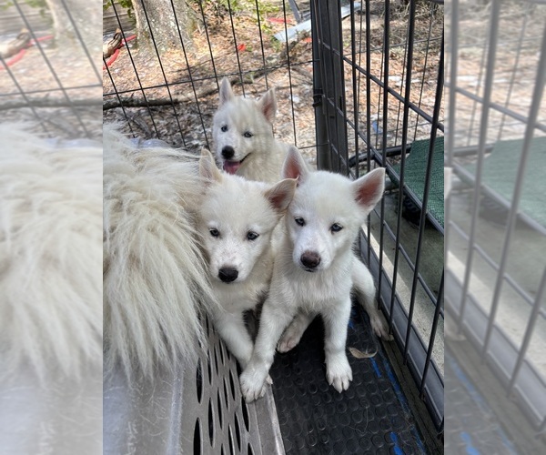 Medium Photo #1 Siberian Husky Puppy For Sale in KEYSTONE HEIGHTS, FL, USA
