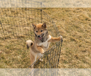 Shiba Inu Puppy for sale in MILLERSBURG, IN, USA