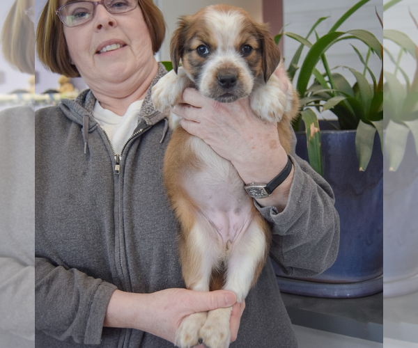 Medium Photo #4 Boxador Puppy For Sale in Huntley, IL, USA
