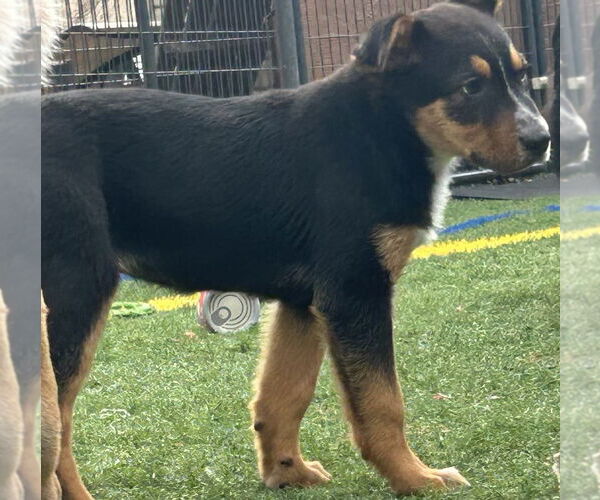 Medium Photo #14 Mutt Puppy For Sale in Highland, IL, USA