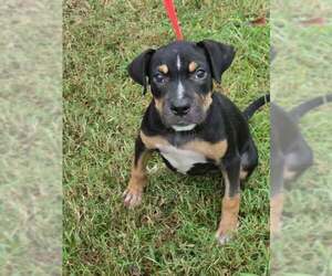 Jenny - Female Mutt Dog for Adoption - Photo #2