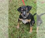 Small Photo #2 Mutt Puppy For Sale in Brewster, NY, USA