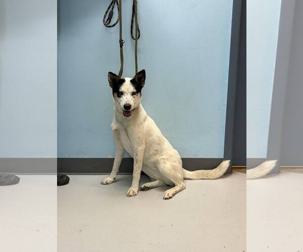 Medium Photo #1 Mutt Puppy For Sale in Pryor, OK, USA