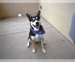 Small #2 Huskies  Mix