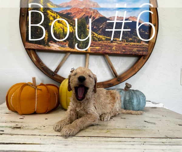 Medium Photo #7 Goldendoodle Puppy For Sale in MONTROSE, CO, USA