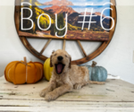 Small Photo #7 Goldendoodle Puppy For Sale in MONTROSE, CO, USA