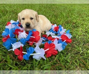 Labrador Retriever Puppy for sale in MAYSVILLE, GA, USA